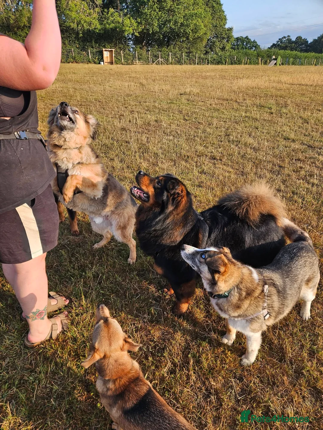 Mixed Breed dogs for adoption: Jacker for adoption in Hastings - Advert 13