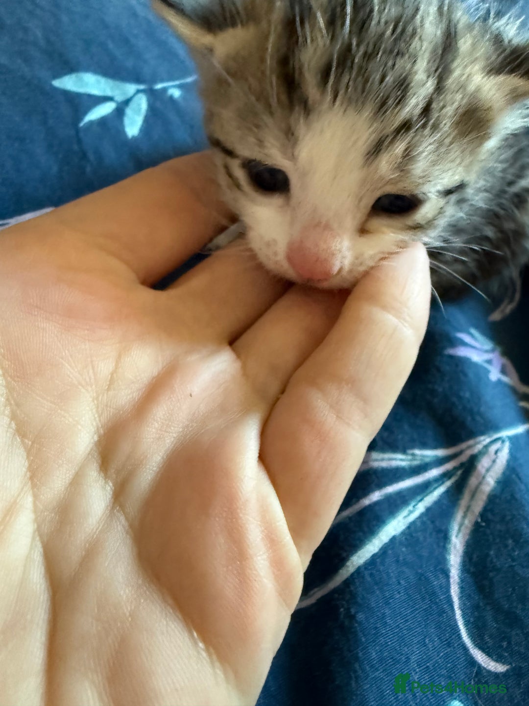 Mixed Breed cats for sale: Kittens  - Image 12