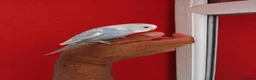 Budgerigars birds for sale: Super silly hand tamed baby budgies  - Advert 2