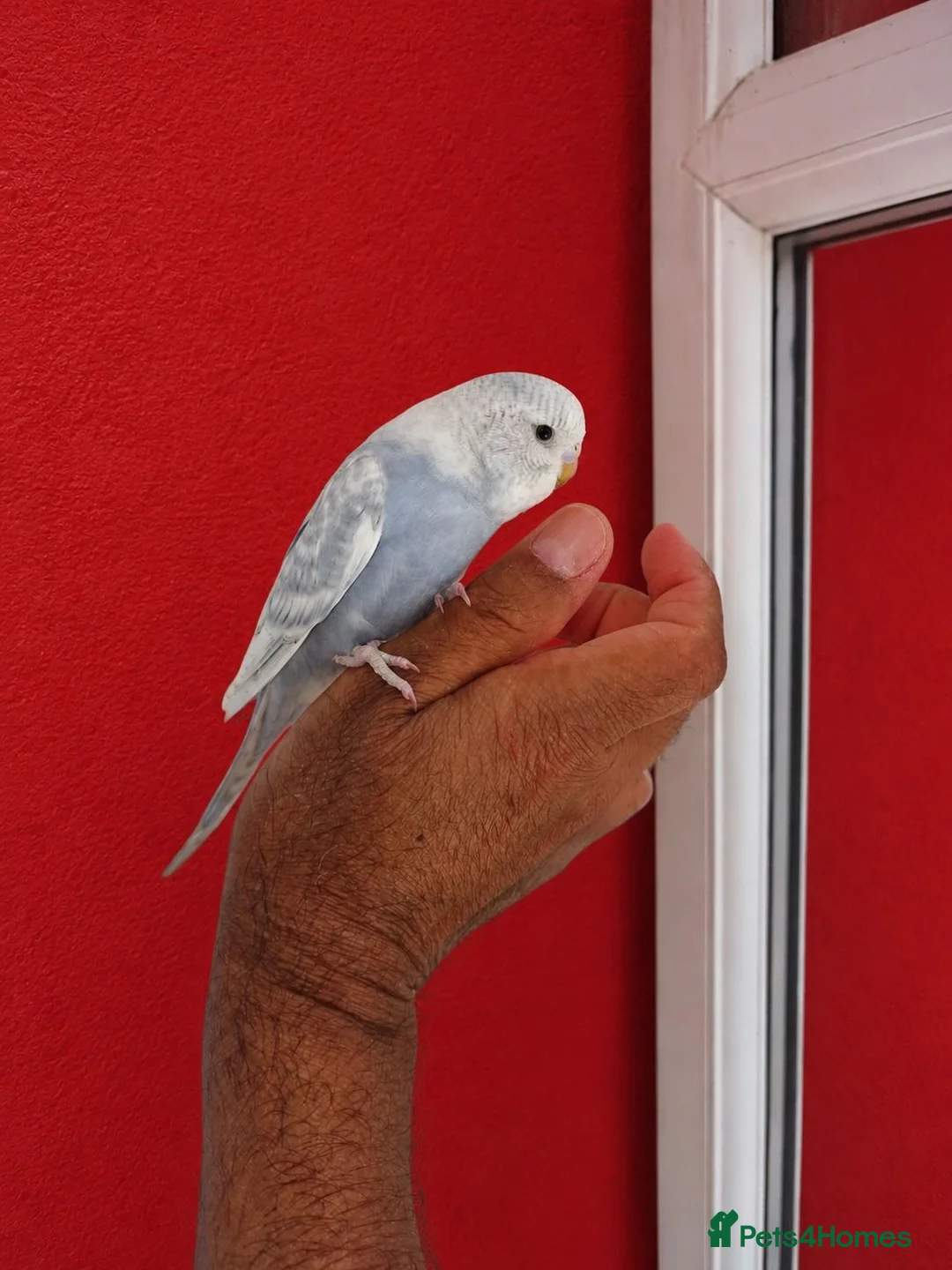 Budgerigars birds for sale: Super silly hand tamed baby budgies  - Advert 2