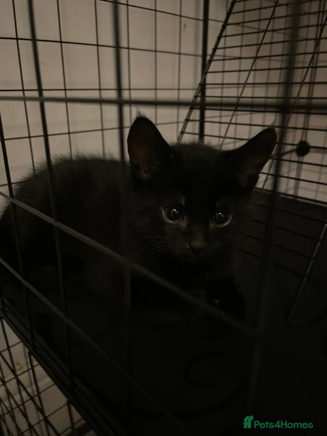 Mixed Breed cats for sale: Colourful kittens looking for home 🩷 - Advert 10