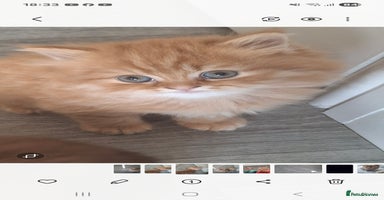 British Longhair cats - Advert 14