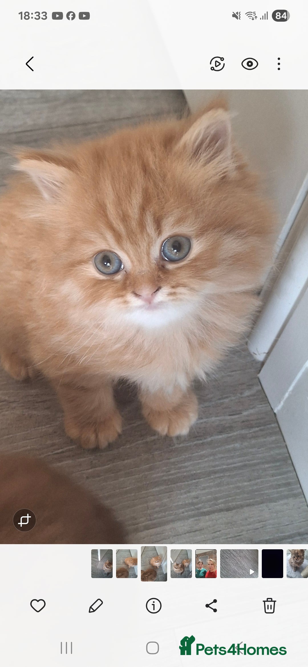British Longhair cats for sale: 2 x Rare and stunning Pedigree BLH kittens - Image 2