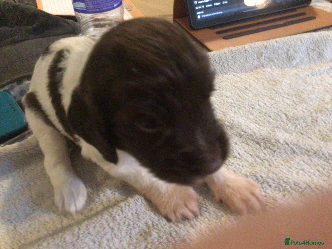 English Springer Spaniel dogs for sale: English Springer Spaniel Puppies KC Registered - Image 4
