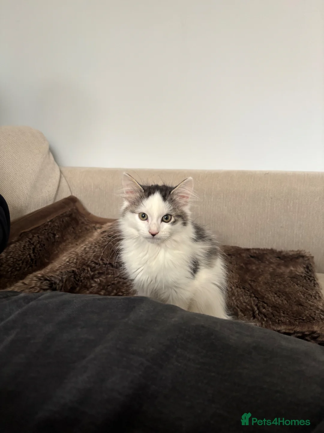 Mixed Breed cats for sale: Adorable young kitten - friendly, and cuddly  - Advert 4