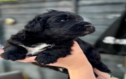 Bernedoodle dogs for sale: 🐾🐶 Stunning chunky bernedoodle babies 🐶🐾 - Image 1
