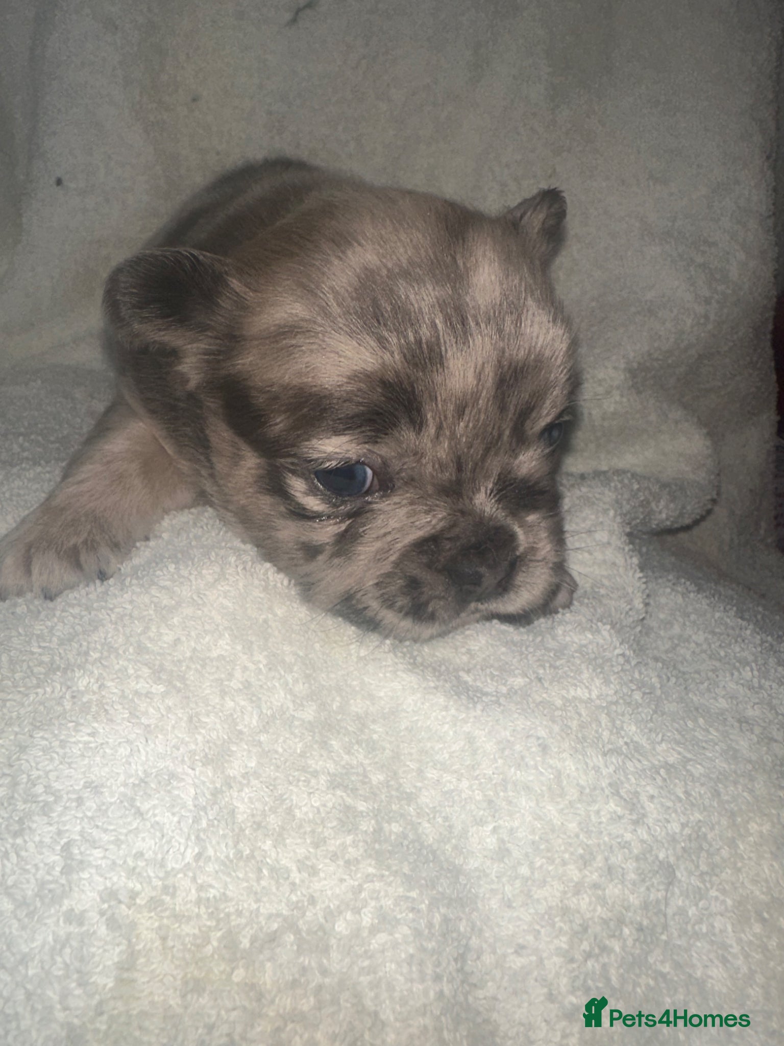 French Bulldog dogs Dwkc registered fluffy frenchie 🫶🏽 - Advert 1