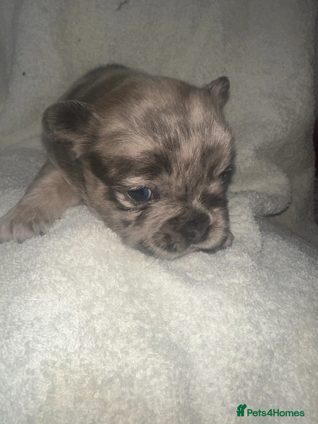 French Bulldog dogs for sale: Dwkc registered fluffy frenchie 🫶🏽 - Advert 1