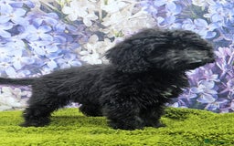 Cockapoo dogs for sale: READY NOW !! sable & brindle tri colour cockapoos - Image 35