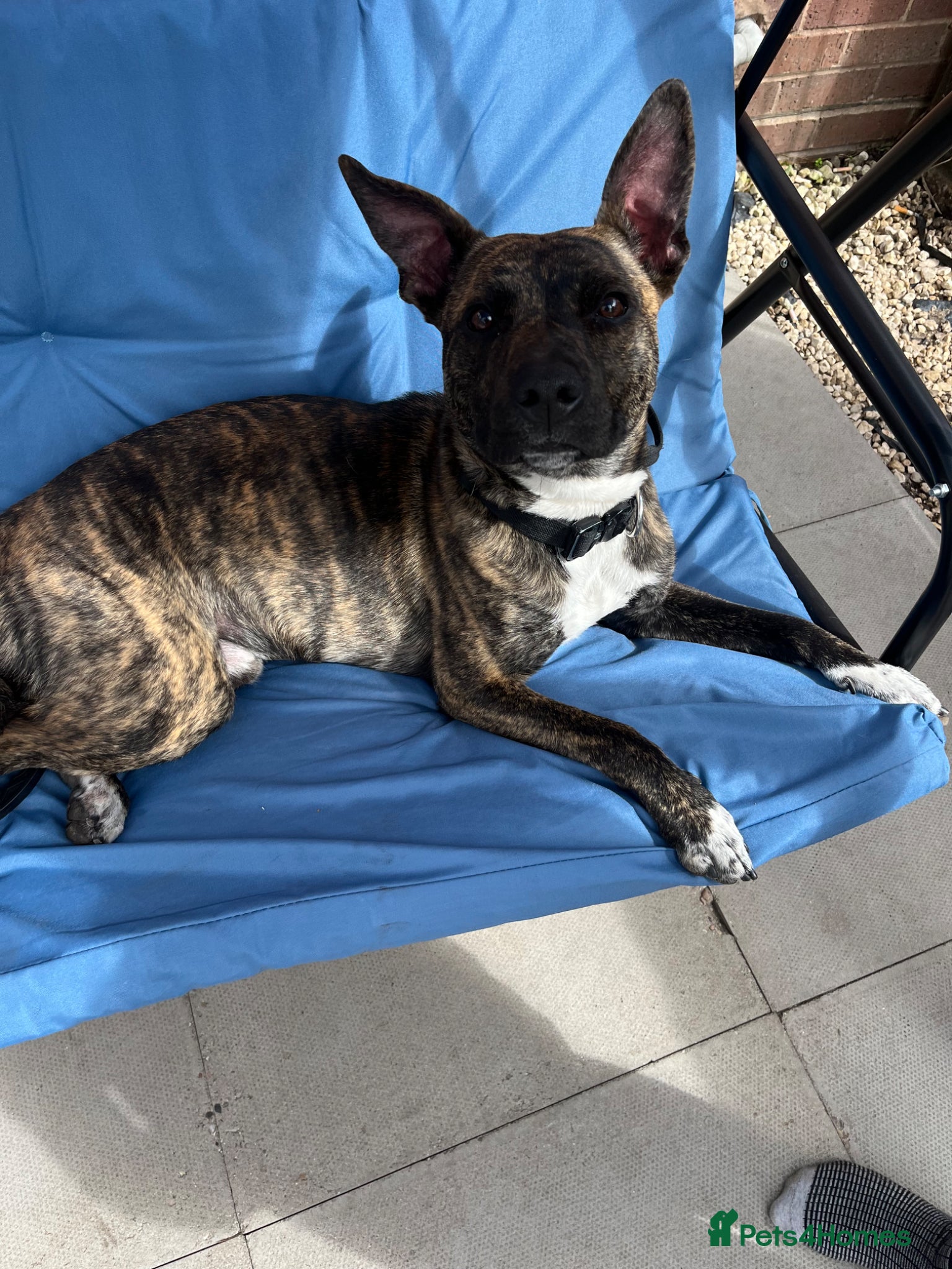 Mixed Breed dogs Sad rehome of staffy mix - Advert 1