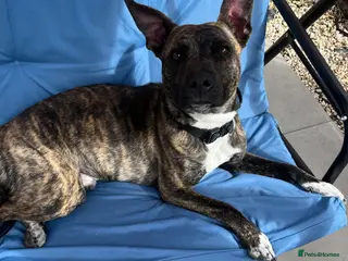 Mixed Breed dogs Sad rehome of staffy mix - Advert 1