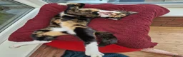 Mixed Breed cats for sale: 🐱 Cute Kittens for Sale 🐾  - Advert 10