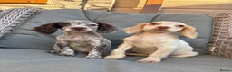 Cocker Spaniel dogs for sale: 3 cocker spaniels (council licensed breeders) - Advert 17