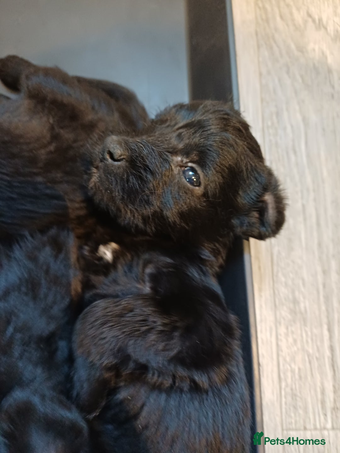 Schnoodle dogs for sale: Schnoodles - poodle and schnauzer mix - Advert 9