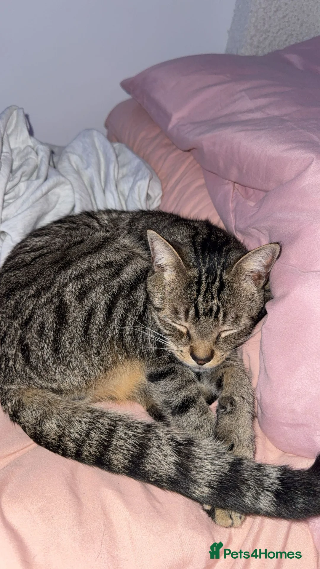 Domestic Shorthair cats for sale: Male cat  - Advert 4