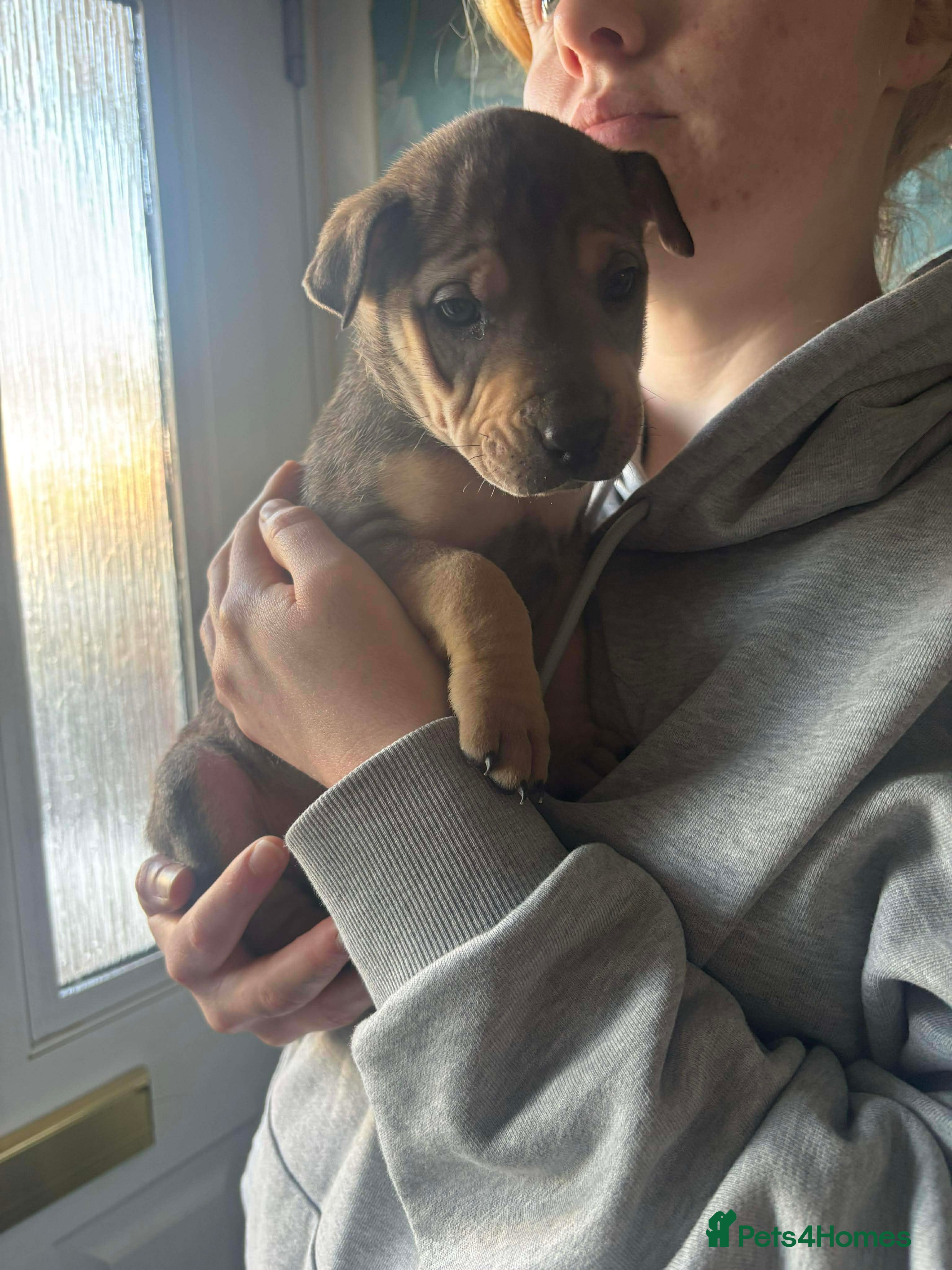 Mixed Breed dogs 11 chunky rottpei puppys  - Advert 8