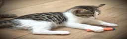 Ragdoll cats for sale: 🐾Only 4 Gorgeous Kittens Left🐾 - Advert 30