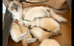Ragdoll cats for sale: GCCF registered ChampionBloodline 5GENpedigree BSH - Image 25