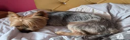 Yorkshire Terrier dogs for stud: Looking for a New Girl - Advert 5