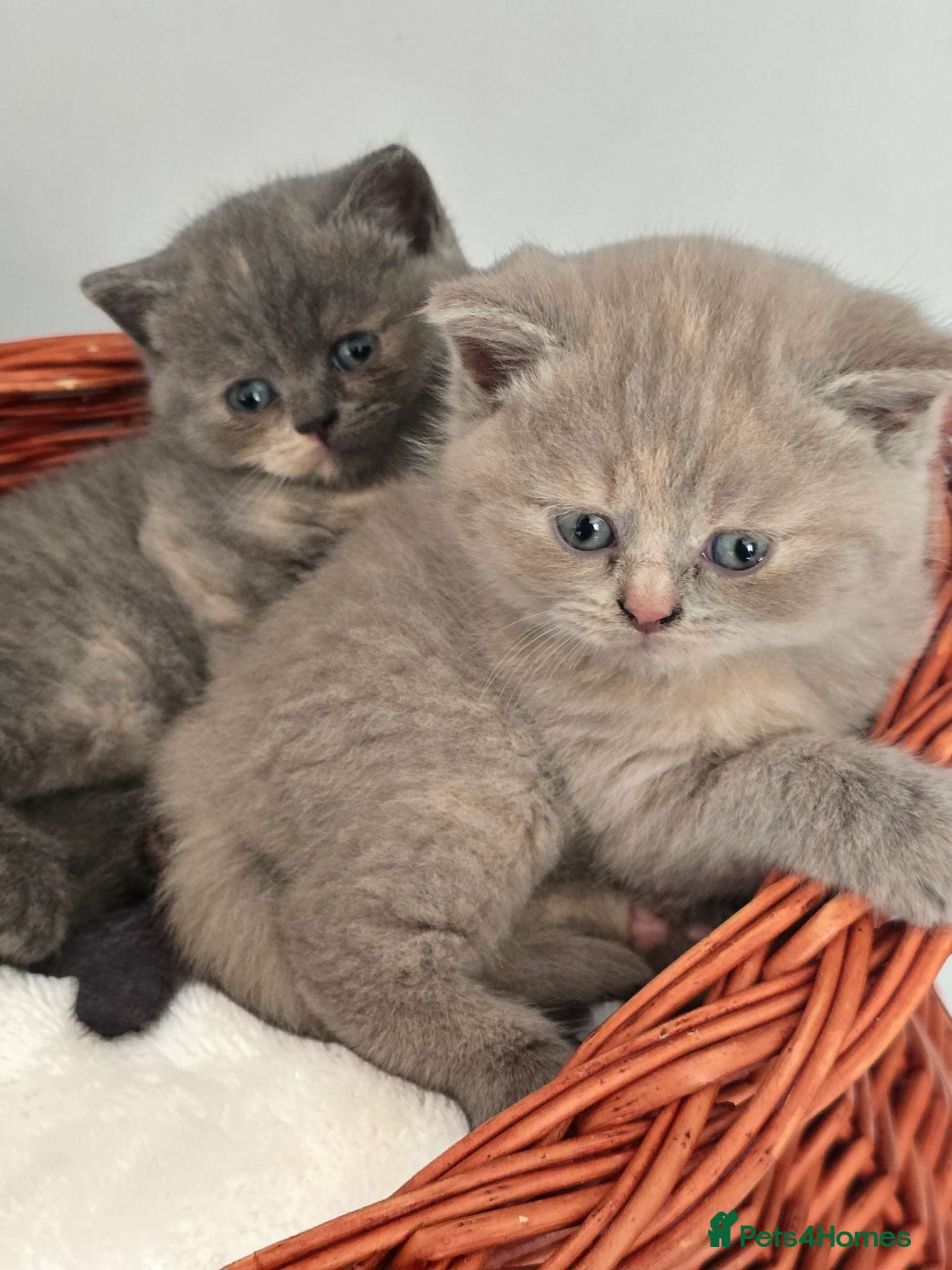 British Shorthair cats Absolutely beautiful kittens looking forever homes - Advert 2