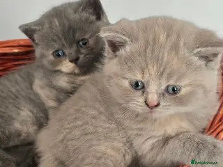 British Shorthair cats Absolutely beautiful kittens looking forever homes - Advert 1