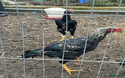 Hens poultry for sale: Aseel Chickens - Image 5