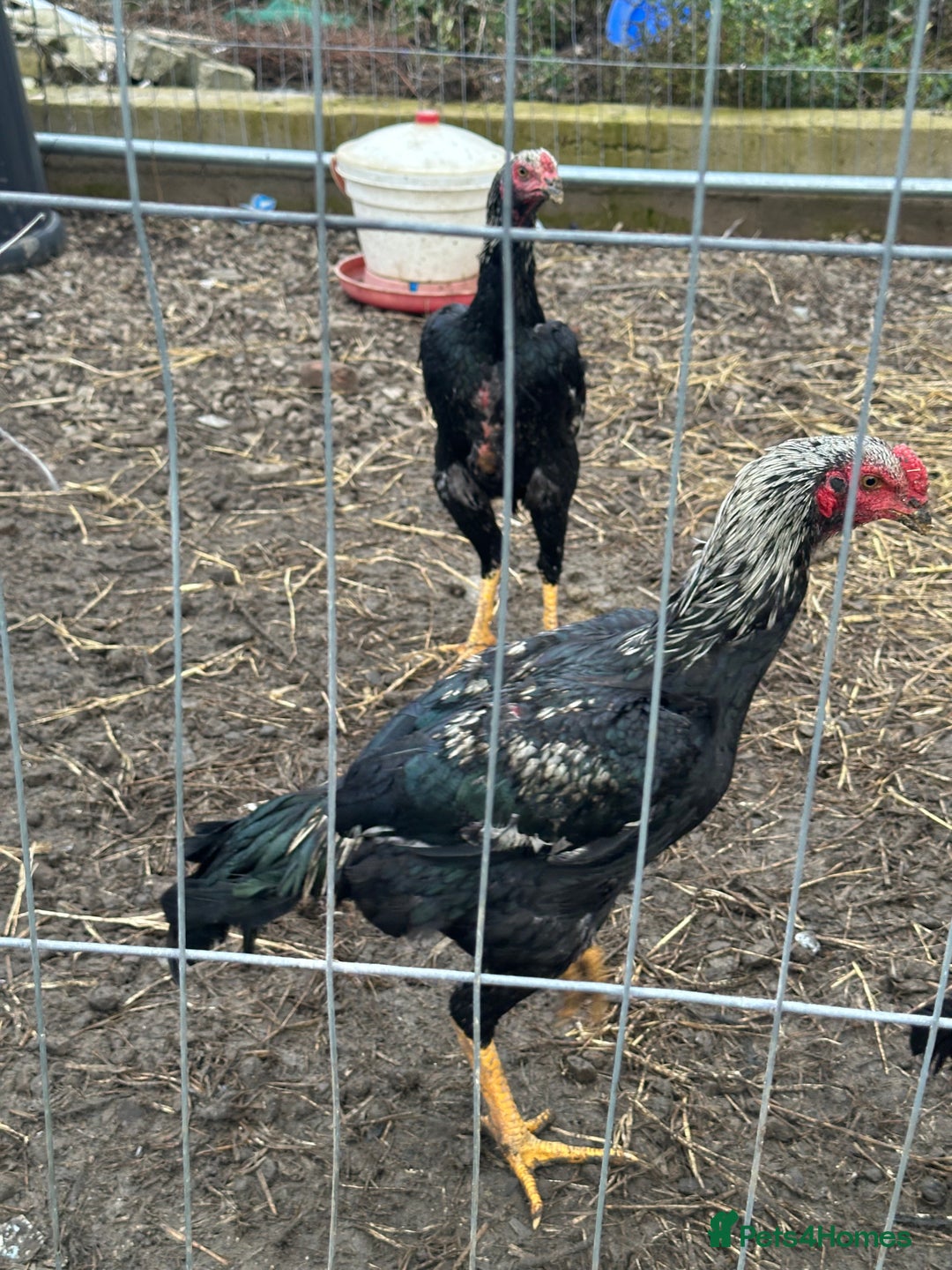 Hens poultry for sale: Aseel Chickens - Image 5