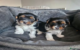 Yorkshire Terrier dogs for sale: 5 szczeniąt York terrier (Biewer) - Image 1