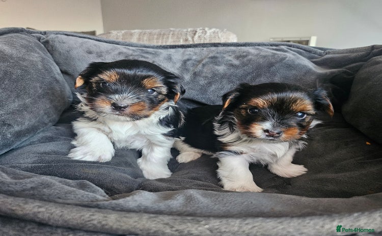 Yorkshire Terrier dogs - Advert 3