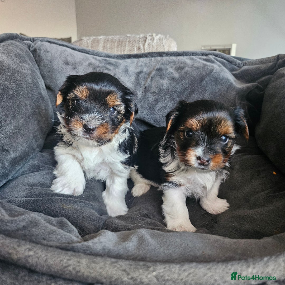 Yorkshire Terrier dogs for sale: 5 szczeniąt York terrier (Biewer) - Image 1