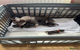 French Bulldog dogs for sale: FRENCH BULLDOG PUPPIES READY NOW!   🐾 - Image 25