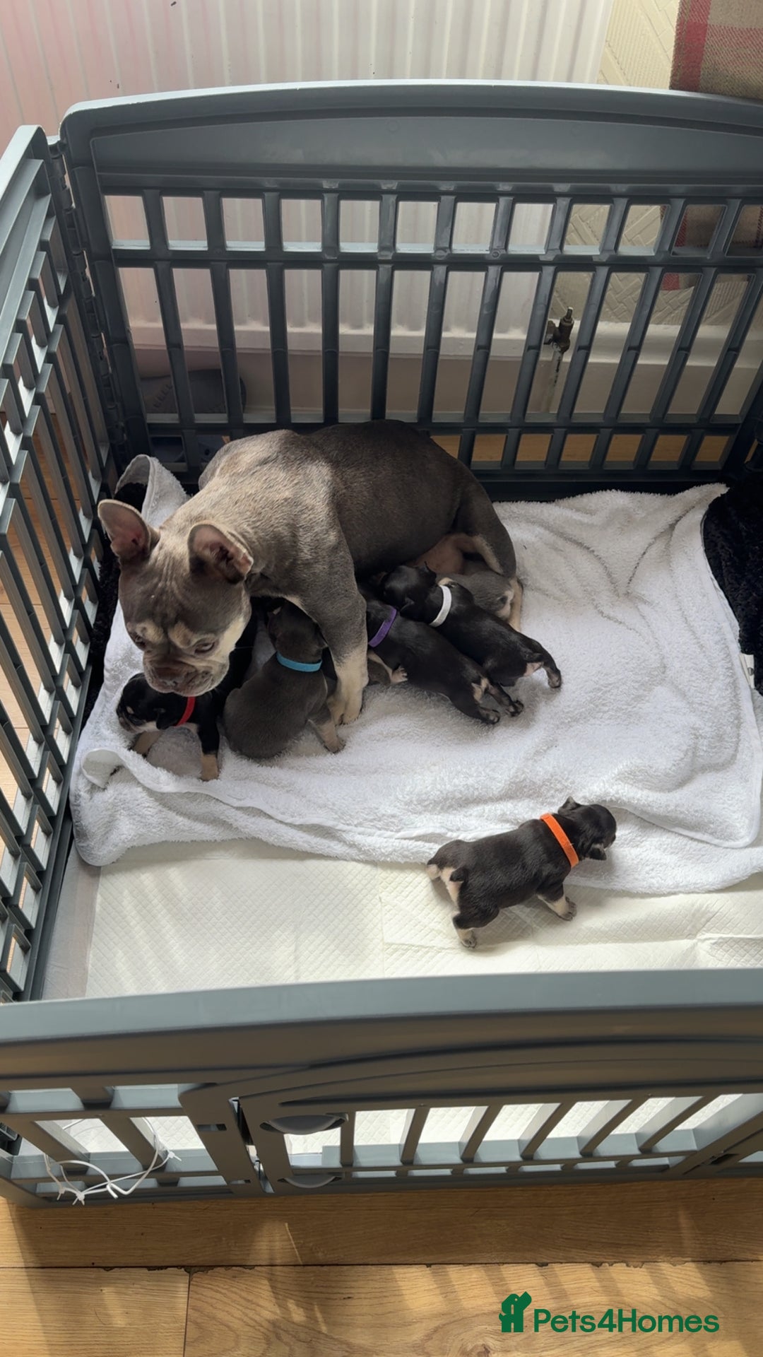 French Bulldog dogs for sale: FRENCH BULLDOG PUPPIES READY NOW!   🐾 - Image 25