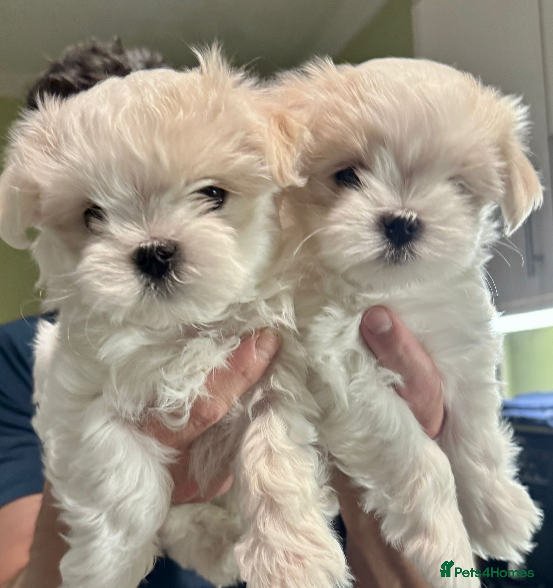 Maltese dogs 🌸 Champion Lineage KC Registered Maltese girls 🌸 - Advert 5