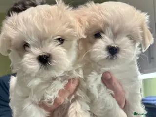 Maltese dogs 🌸 Champion Lineage KC Registered Maltese girls 🌸 - Advert 5