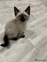 Mixed Breed cats - Advert 16