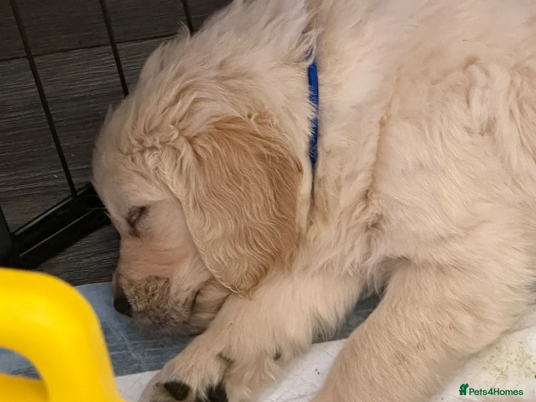 Golden Retriever dogs for sale: Golden retriever puppies - Advert 2