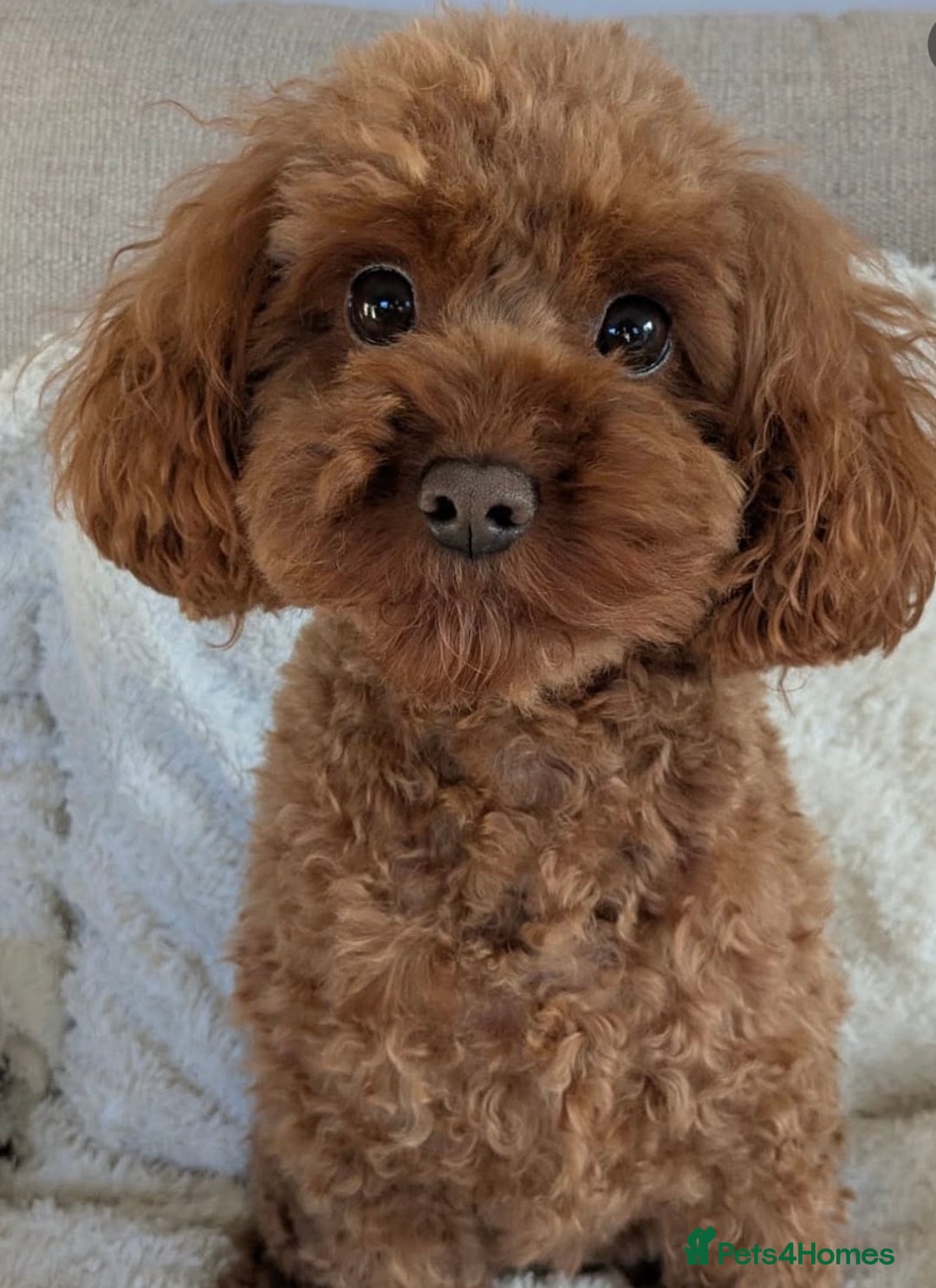 Cavapoo dogs for sale: Extensively health tested toy cavapoos red  - Advert 15