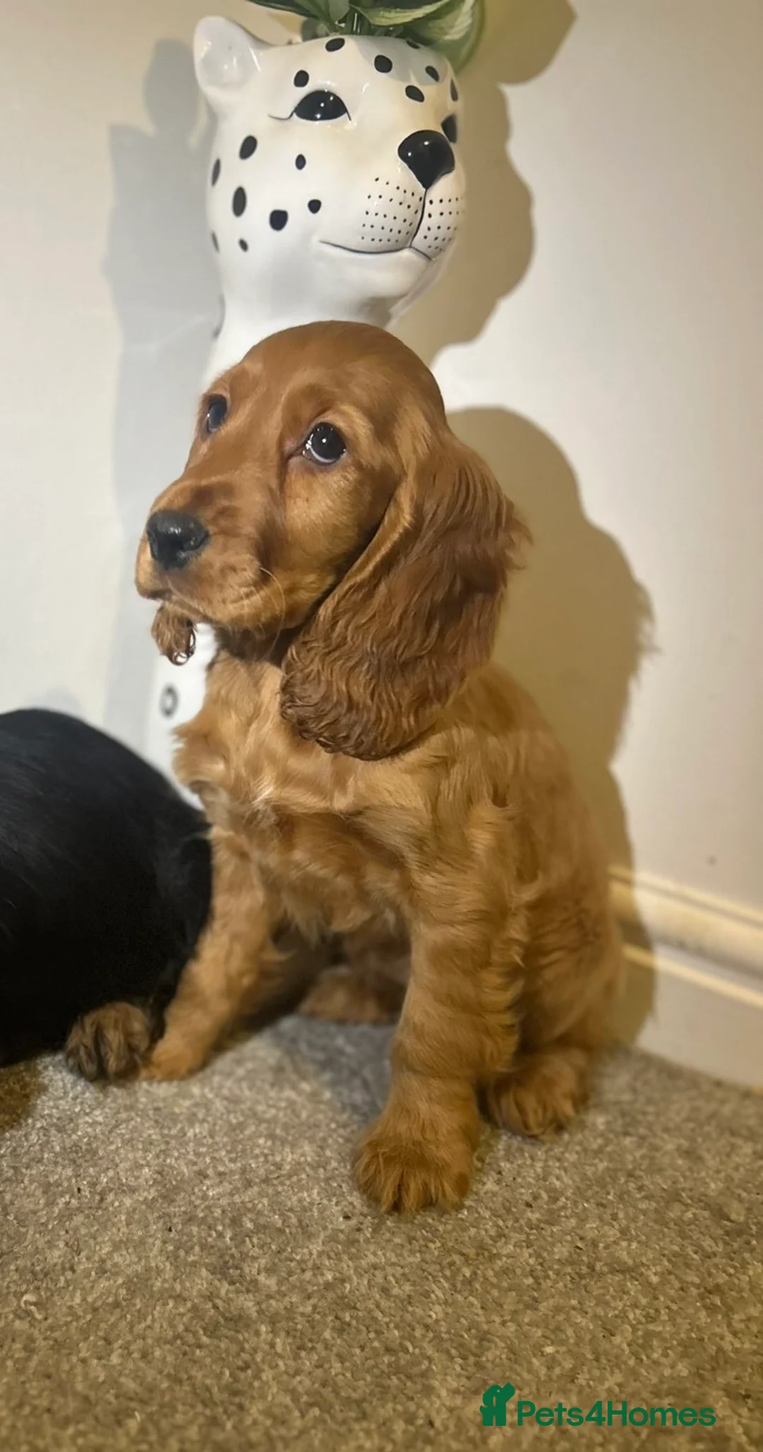 Cocker Spaniel dogs for sale: Three Cocker spaniels- Homes to pet homes only - Advert 5