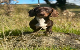 Miniature Dachshund dogs for stud: Chocolate & Tan (carries long) Stud in Dalry - Image 5