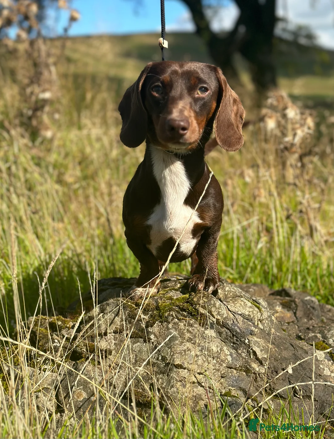 Miniature Dachshund dogs for stud: Chocolate & Tan (carries long) Stud in Dalry - Advert 5