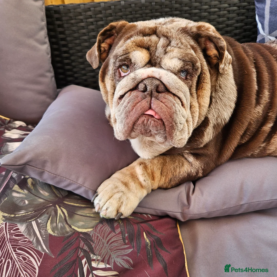 English Bulldog dogs for sale: Stunning Chocolate Merle Female English Bulldog - Advert 4