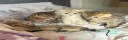 British Shorthair cats for sale: BRITISH SHORTHAIR BLACK GOLDEN SPOTTED TABBY - Advert 1