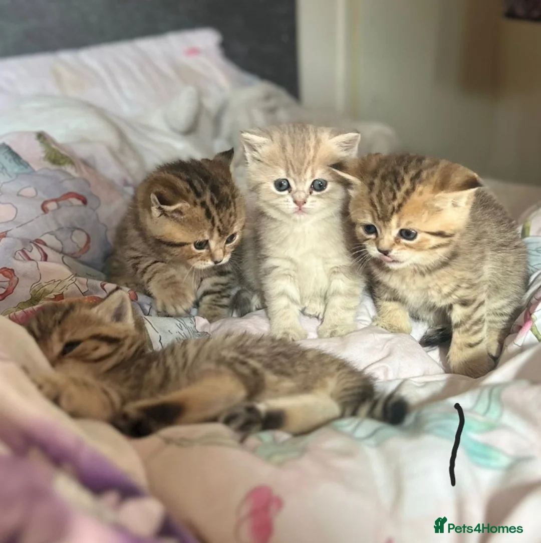British Shorthair cats for sale: BRITISH SHORTHAIR BLACK GOLDEN SPOTTED TABBY - Advert 1