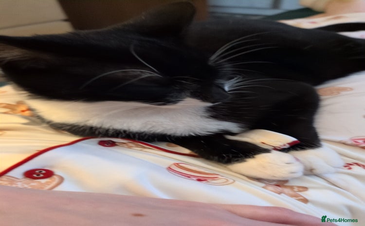 Mixed Breed cats 9 month old male kitten - Advert 1