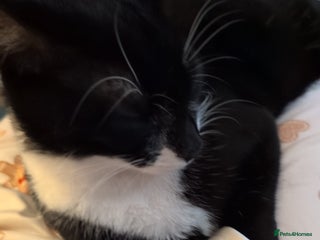 Mixed Breed cats for sale: 9 month old male kitten - Advert 1