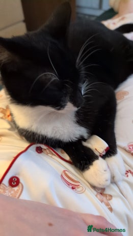 Mixed Breed cats 9 month old male kitten - Advert 1