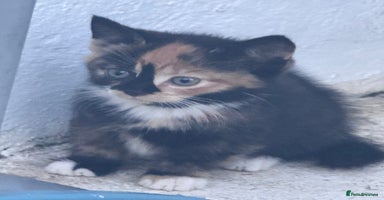 Mixed Breed cats - Advert 8