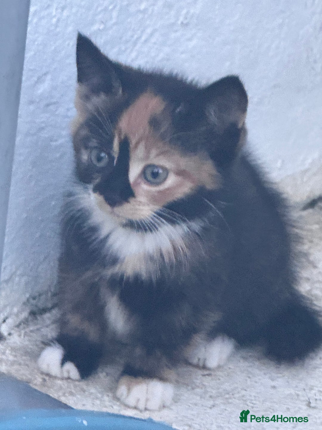 Mixed Breed cats for sale: cute kittens  - Image 2