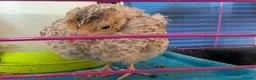 Chickens poultry for sale: unsexed chicks and quail and eggs - Advert 8