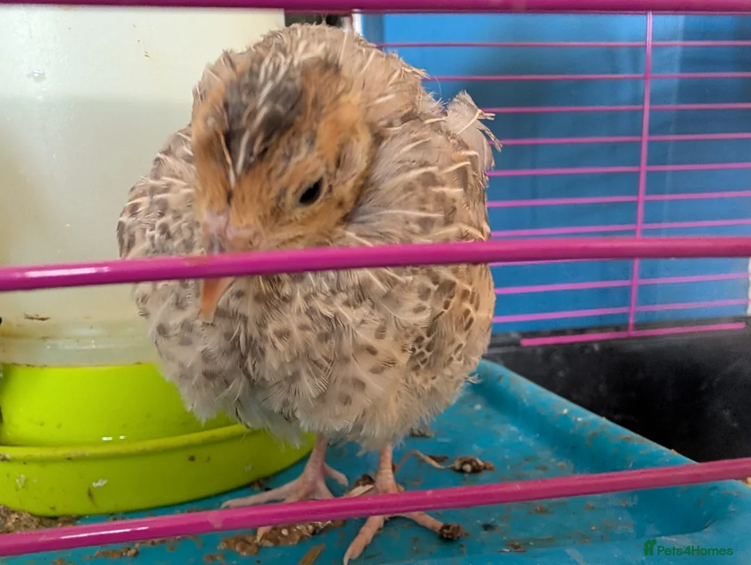 Chickens poultry for sale: unsexed chicks and quail and eggs - Advert 8